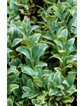 Самшит вечнозелёный Маргината | Buxus sempervirens Marginata | Самшит вічнозелений Маргіната